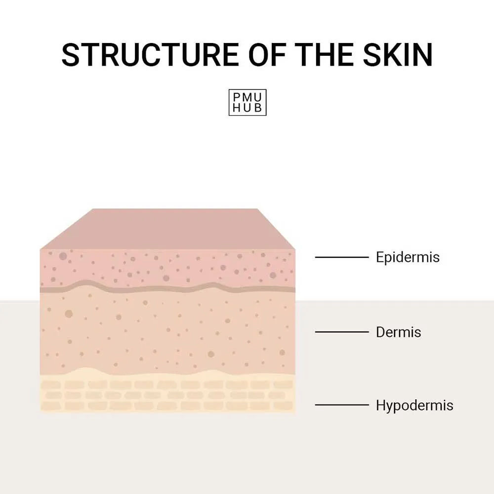 structure of the skin