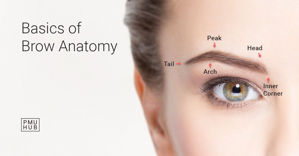 eyebrow anatomy