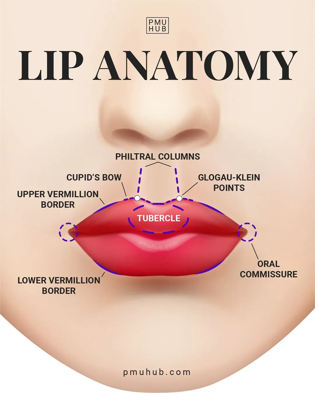 Pearl – Semiology – Upper Lip – Cupid's Bow – Clinical Eye Openers