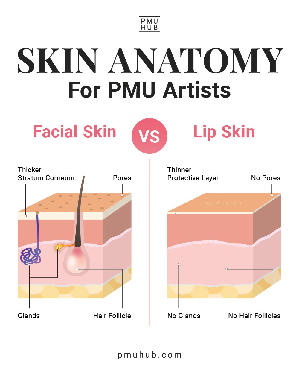 lip skin anatomy