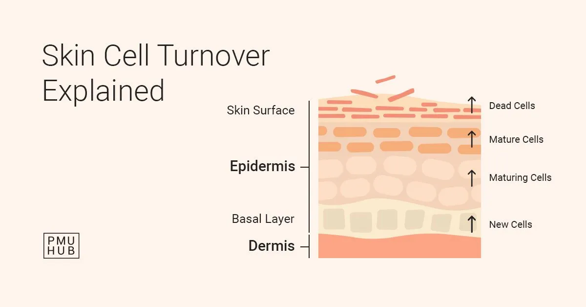 skin cell turnover